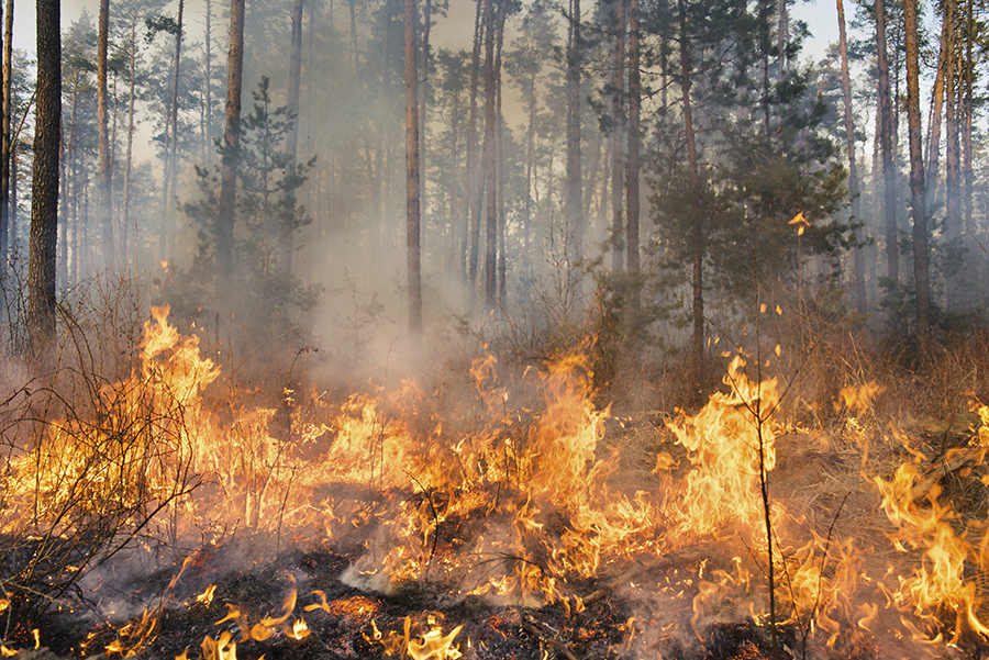 A wildfire burns in the woods.