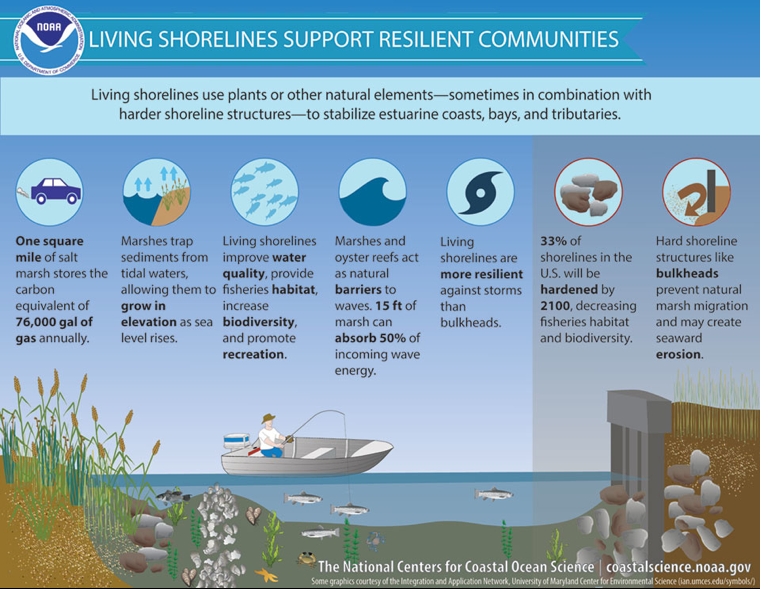 Living Shorelines Infographic