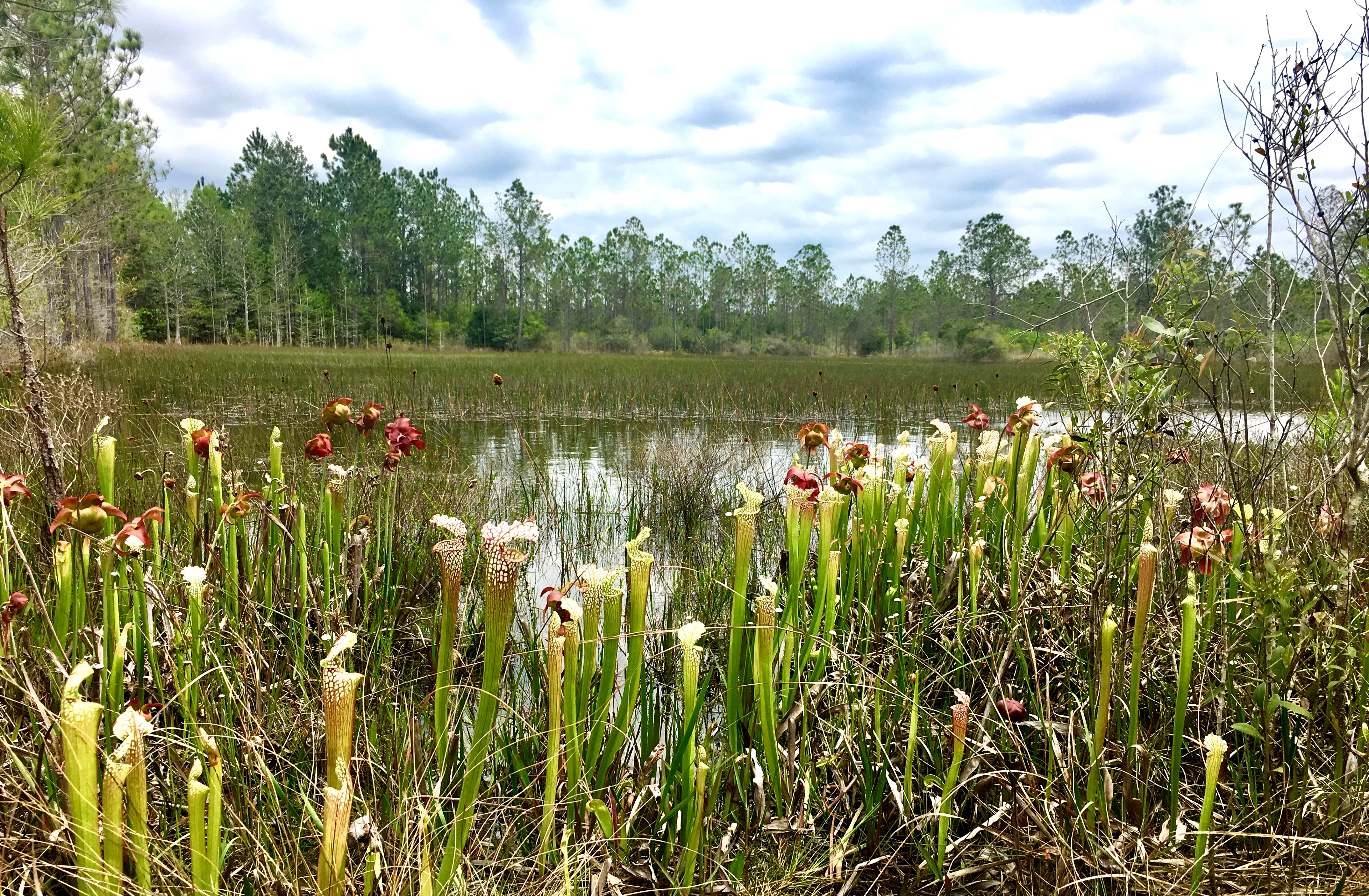 pitcher plant bog